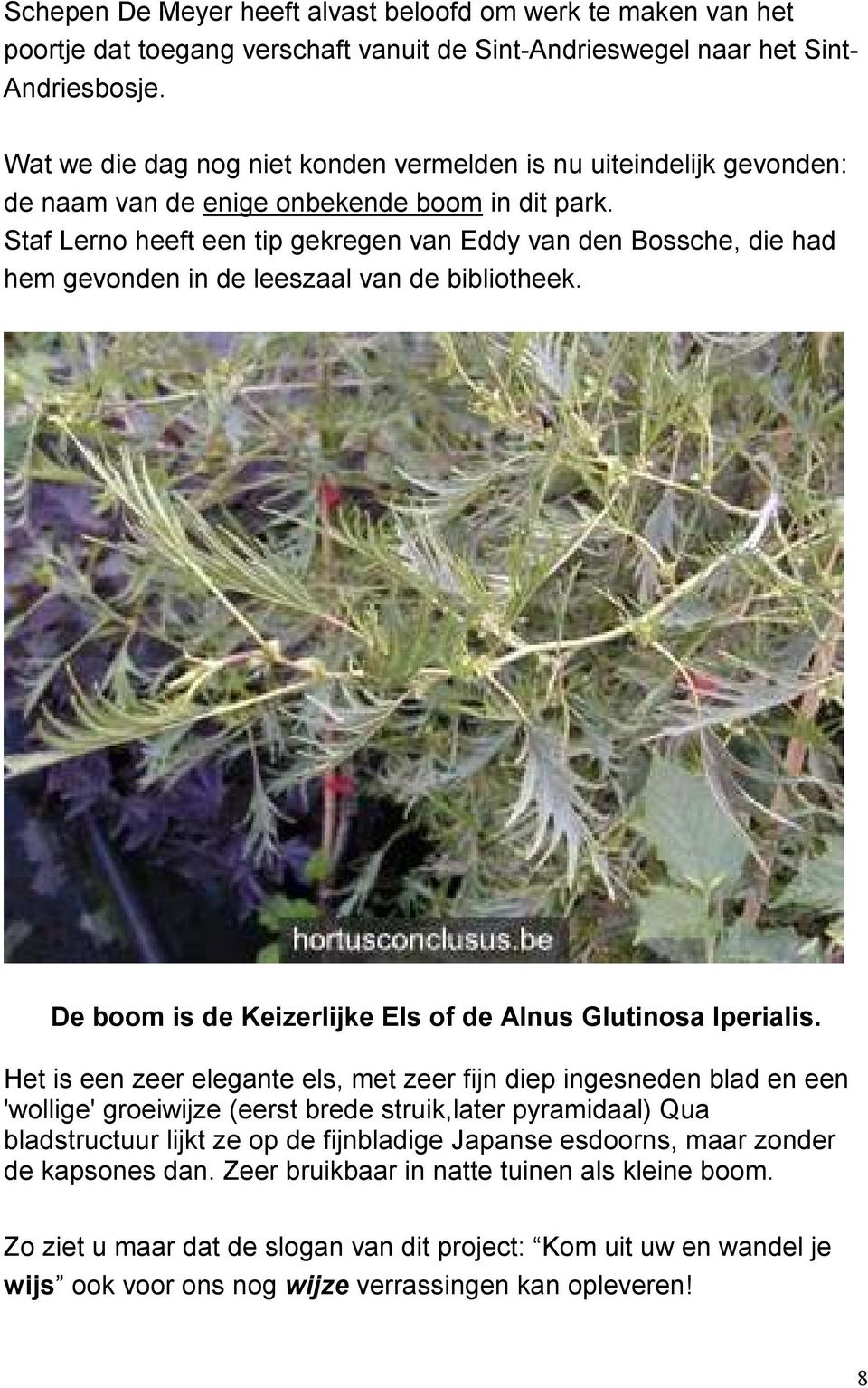 Staf Lerno heeft een tip gekregen van Eddy van den Bossche, die had hem gevonden in de leeszaal van de bibliotheek. De boom is de Keizerlijke Els of de Alnus Glutinosa Iperialis.