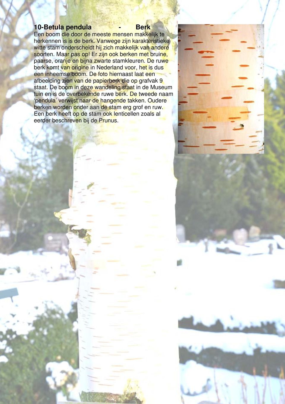 De ruwe berk komt van origine in Nederland voor, het is dus een inheemse boom. De foto hiernaast laat een afbeelding zien van de papierberk die op grafvak 9 staat.