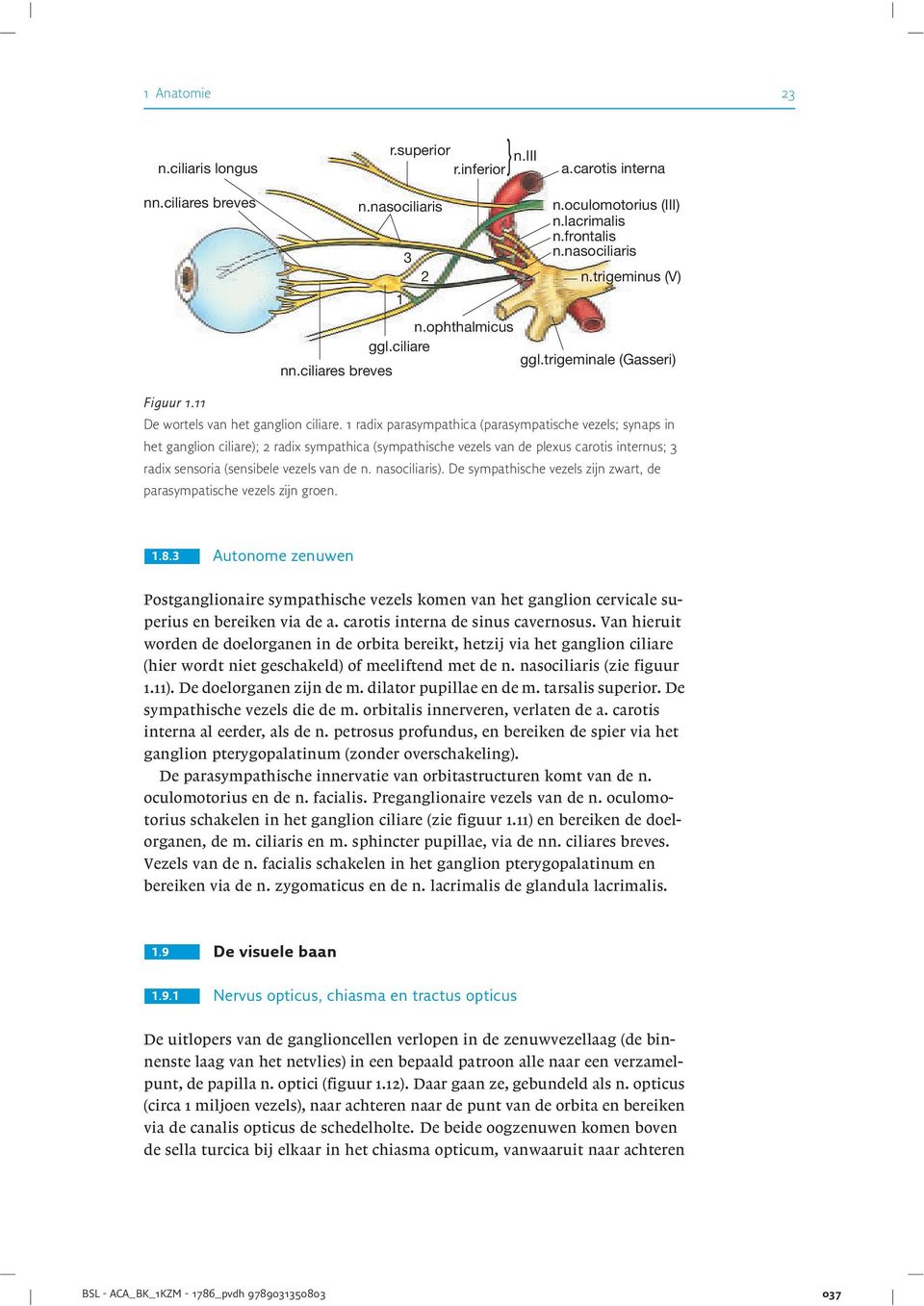 1 radix parasympathica (parasympatische vezels; synaps in het ganglion ciliare); 2 radix sympathica (sympathische vezels van de plexus carotis internus; 3 radix sensoria (sensibele vezels van de n.