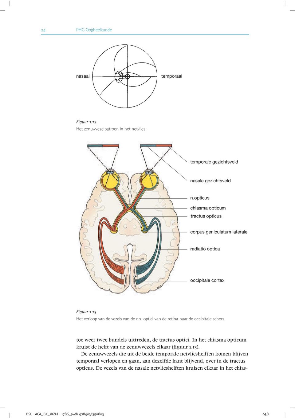 De vezels van de nasale netvlieshelften kruisen elkaar in het chiasnasaal temporaal Figuur 1.12 Het zenuwvezelpatroon in het netvlies. temporale gezichtsveld nasale gezichtsveld n.