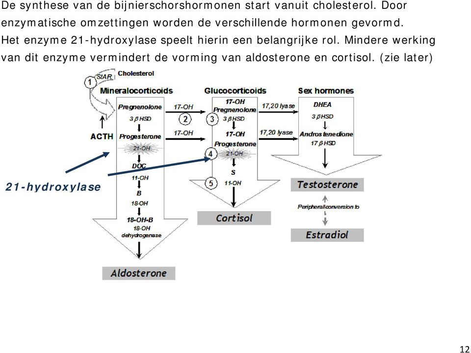 Het enzyme 21-hydroxylase speelt hierin een belangrijke rol.