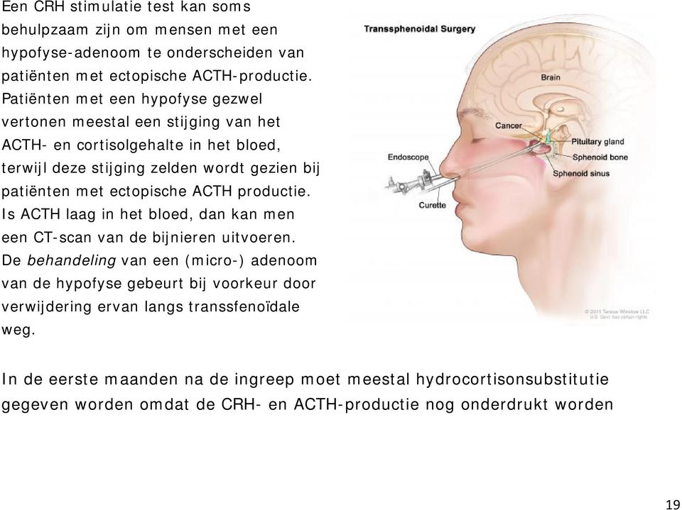 ectopische ACTH productie. Is ACTH laag in het bloed, dan kan men een CT-scan van de bijnieren uitvoeren.