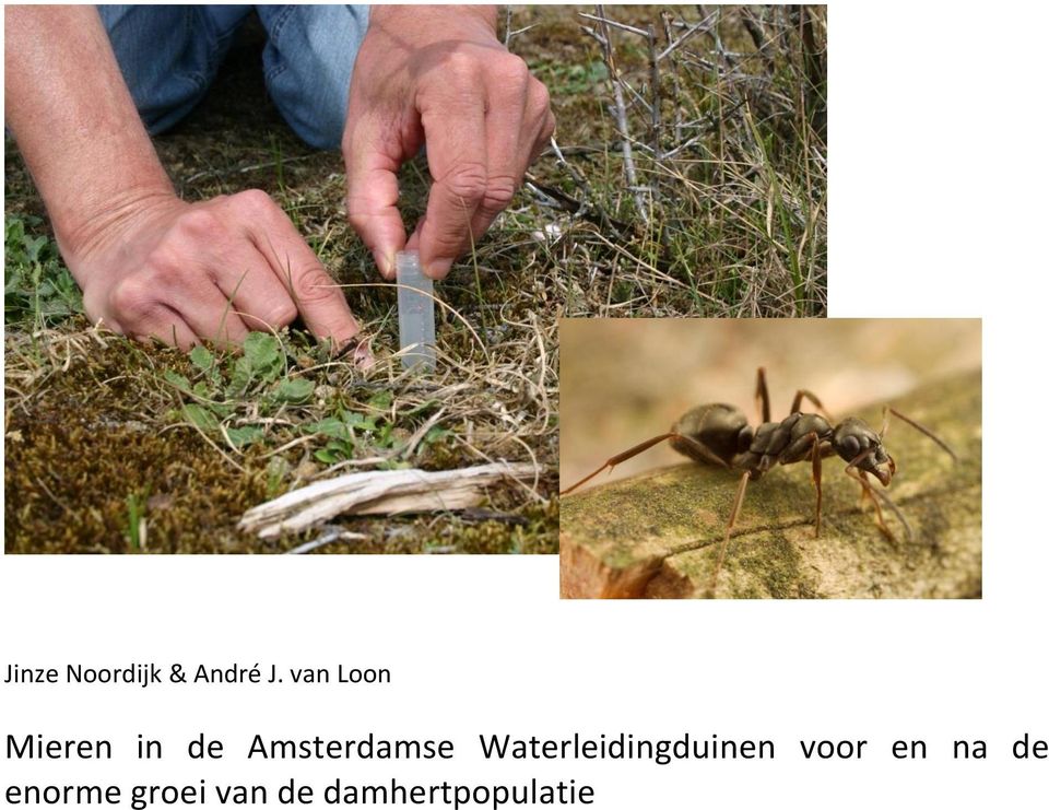 Amsterdamse Waterleidingduinen