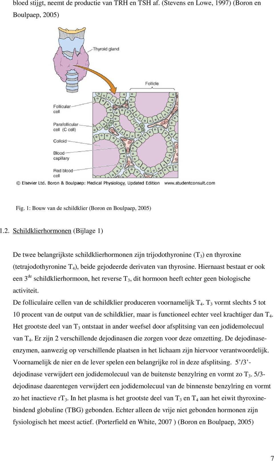 05) 1.2. Schildklierhormonen (Bijlage 1) De twee belangrijkste schildklierhormonen zijn trijodothyronine (T 3 ) en thyroxine (tetrajodothyronine T 4 ), beide gejodeerde derivaten van thyrosine.