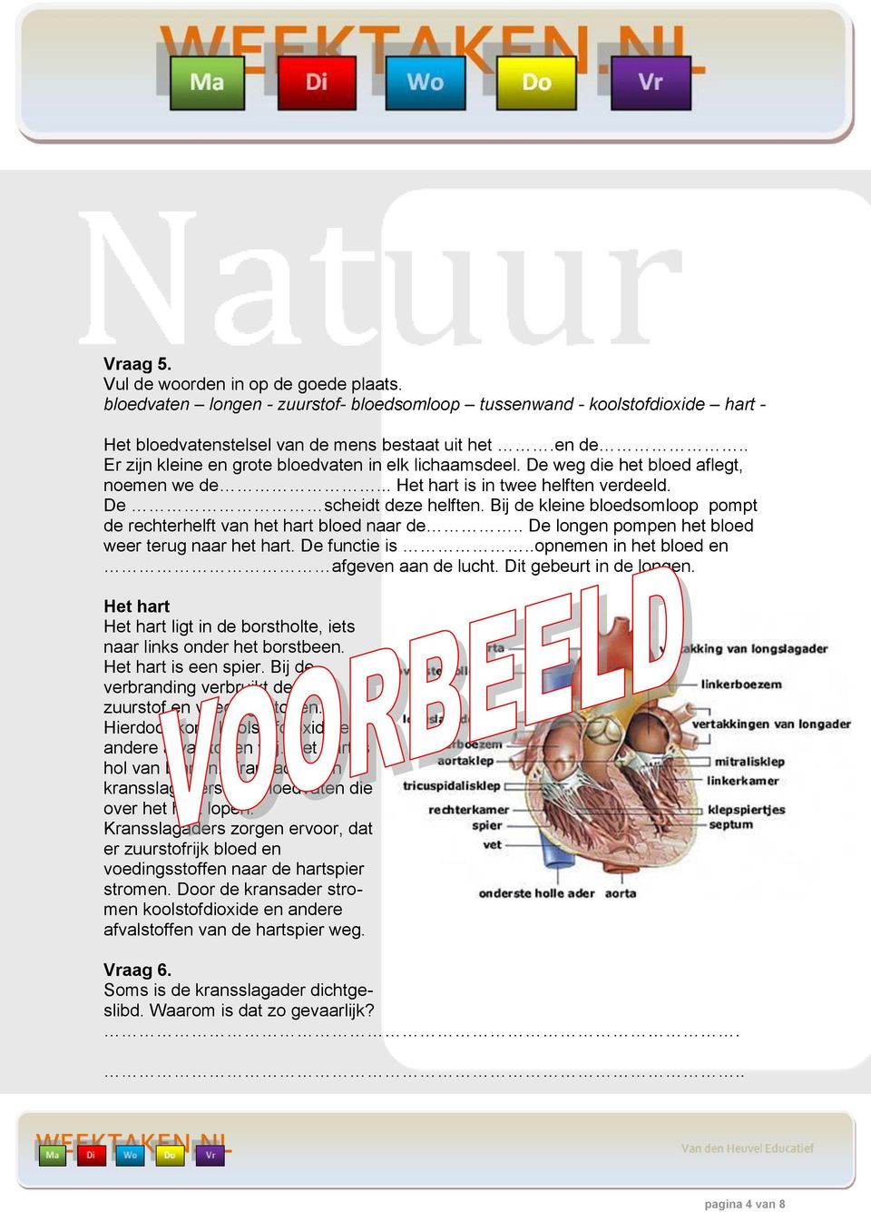 Bij de kleine bloedsomloop pompt de rechterhelft van het hart bloed naar de.. De longen pompen het bloed weer terug naar het hart. De functie is..opnemen in het bloed en afgeven aan de lucht.