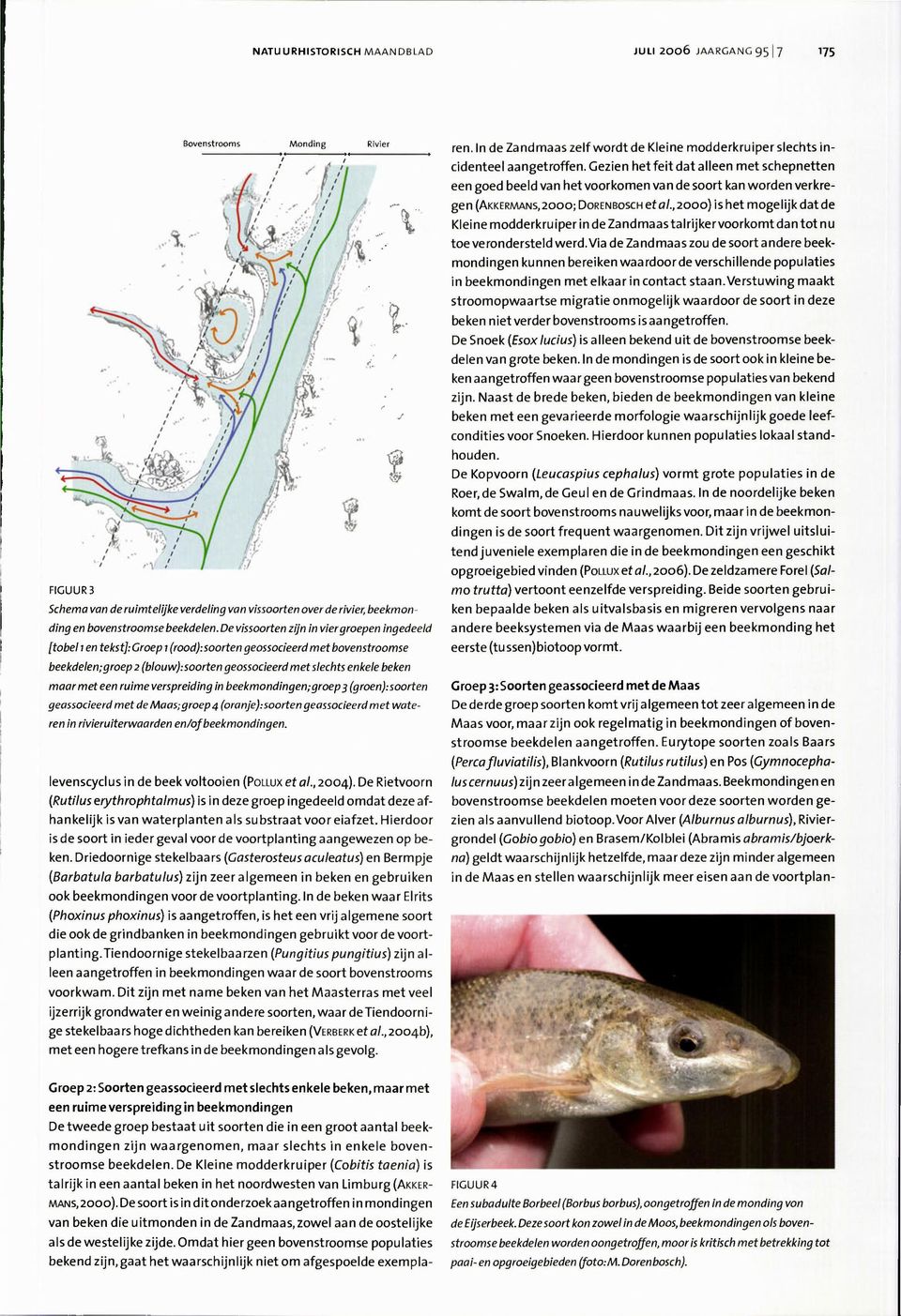 met een ruime verspreiding in beekmondingen; groep (groen): soorten geassocieerd met de Maas; groep 4 (oranje): soorten geassocieerd met wateren in rivieruiterwaarden en/of beekmondingen.