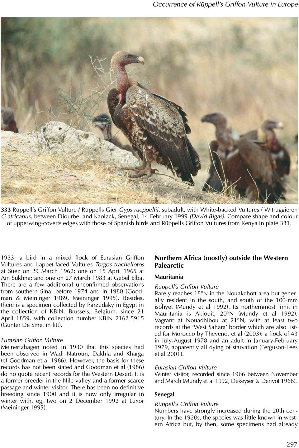 1933; a bird in a mixed flock of Eurasian Griffon Vultures and Lappet-faced Vultures Torgos tracheliotos at Suez on 29 March 1962; one on 15 April 1965 at Ain Sukhna; and one on 27 March 1983 at