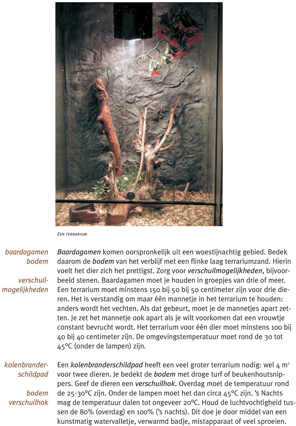 Baardagamen moet je houden in groepjes van drie of meer. Een terrarium moet minstens 150 bij 50 bij 50 centimeter zijn voor drie dieren.