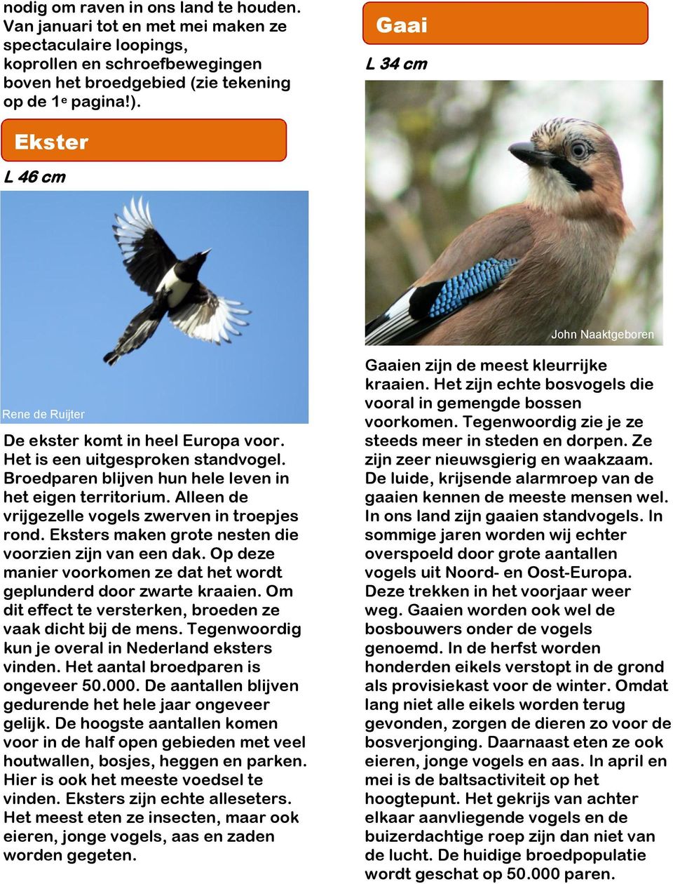 Alleen de vrijgezelle vogels zwerven in troepjes rond. Eksters maken grote nesten die voorzien zijn van een dak. Op deze manier voorkomen ze dat het wordt geplunderd door zwarte kraaien.