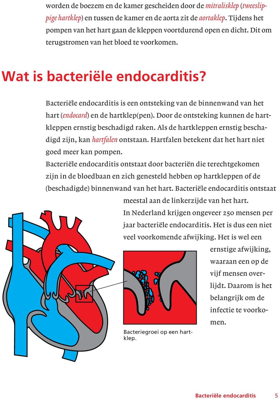 Bacteriële endocarditis is een ontsteking van de binnenwand van het hart (endocard) en de hartklep(pen). Door de ontsteking kunnen de hartkleppen ernstig beschadigd raken.