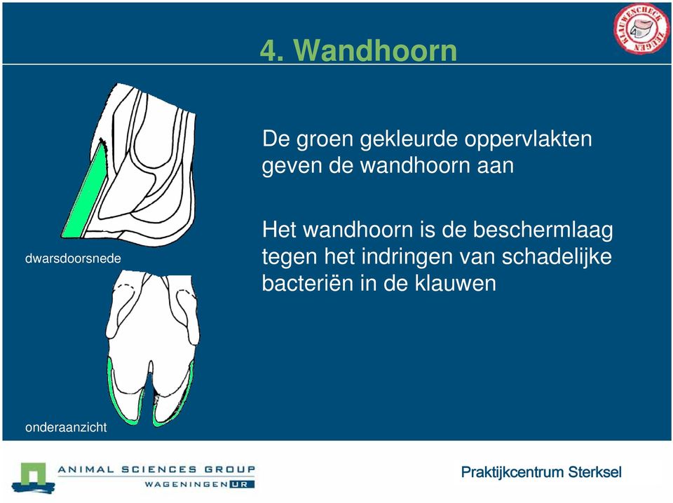 wandhoorn is de beschermlaag tegen het