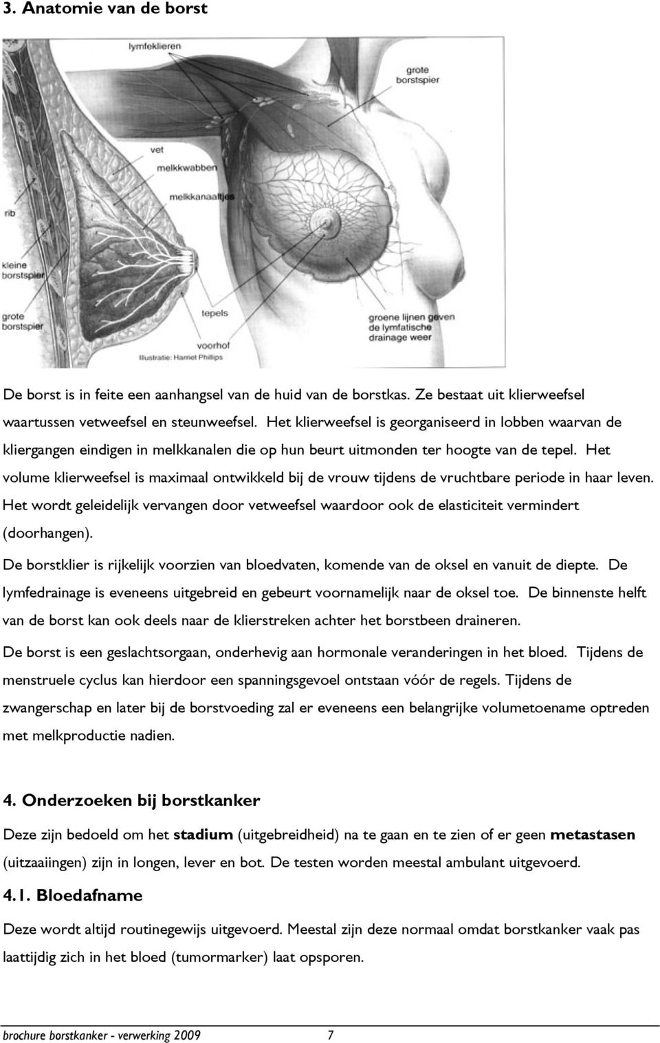 Het volume klierweefsel is maximaal ontwikkeld bij de vrouw tijdens de vruchtbare periode in haar leven.