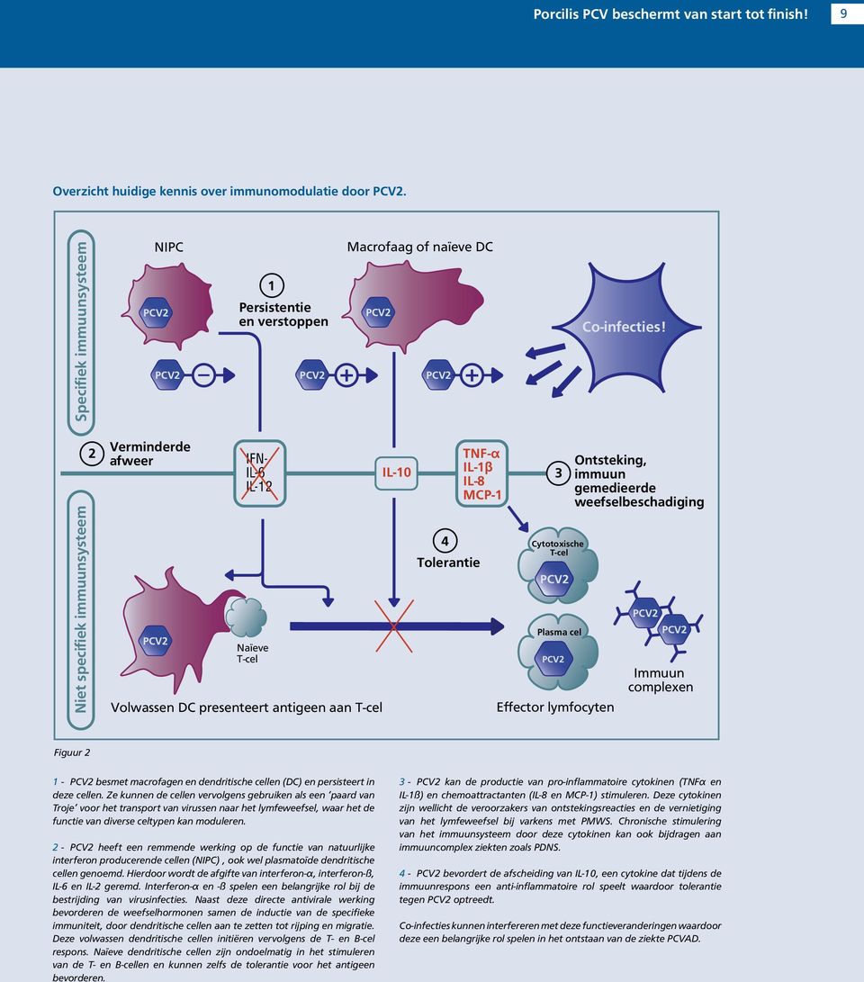 Niet specifiek immuunsysteem Verminderde afweer PCV IFN- IL-6 IL-1 Naïeve T-cel Volwassen DC presenteert antigeen aan T-cel IL-1 TNF-α IL-1β IL-8 MCP-1 4 Tolerantie 3 Cytotoxische T-cel PCV Plasma