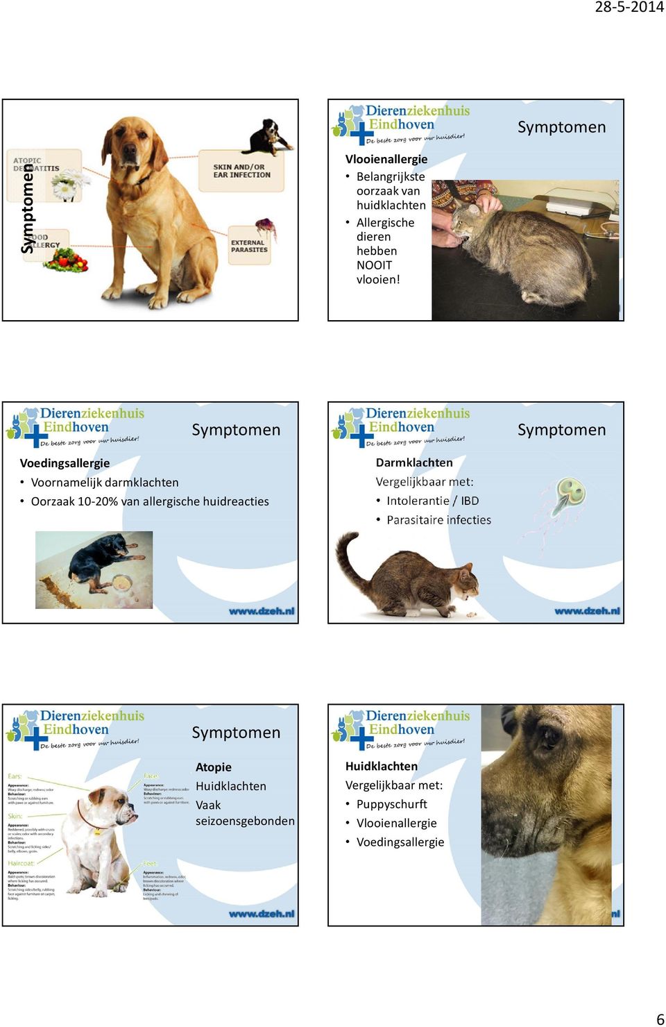 Symptomen Symptomen Voedingsallergie Voornamelijk darmklachten Oorzaak 10-20% van allergische huidreacties