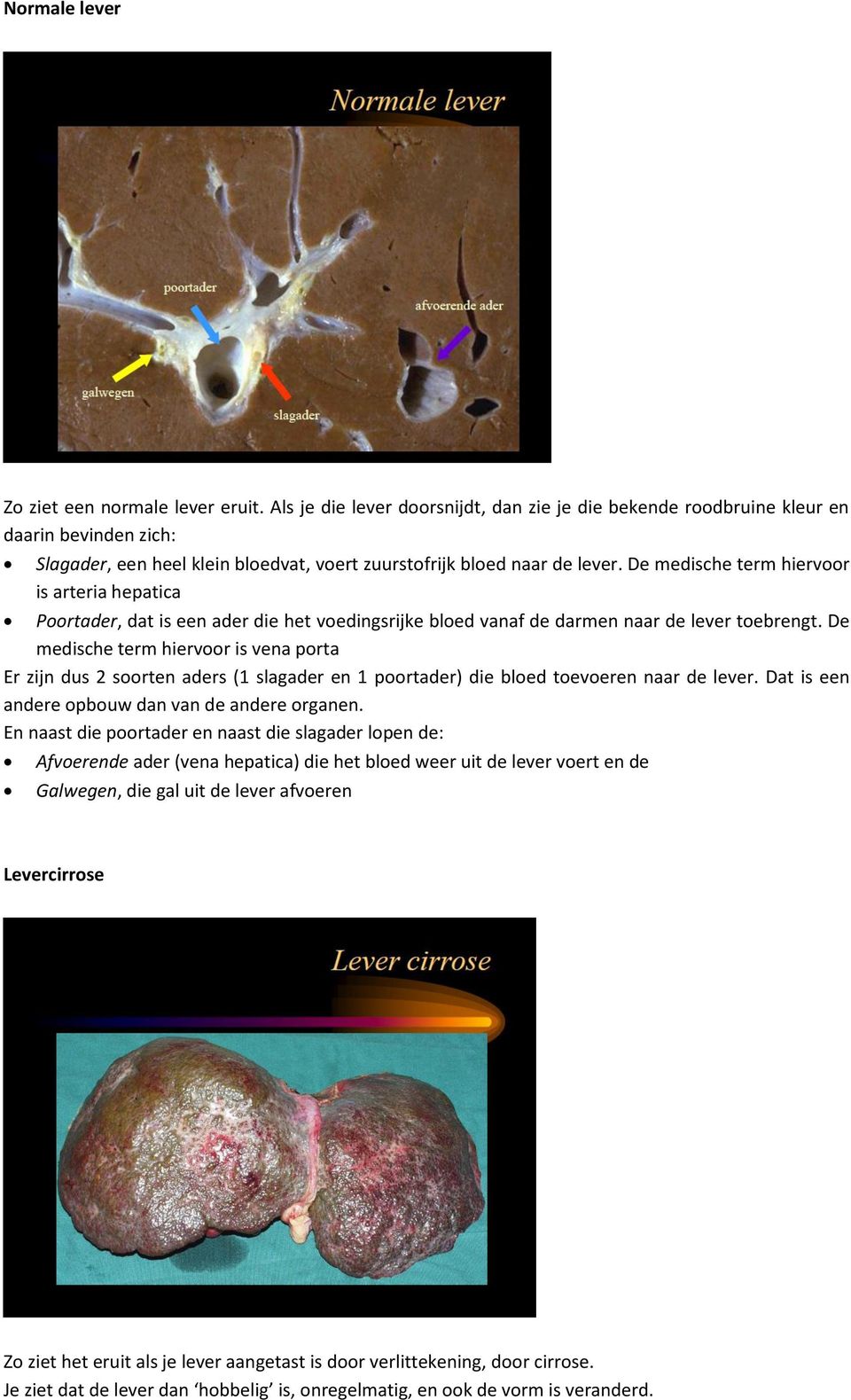 De medische term hiervoor is arteria hepatica Poortader, dat is een ader die het voedingsrijke bloed vanaf de darmen naar de lever toebrengt.