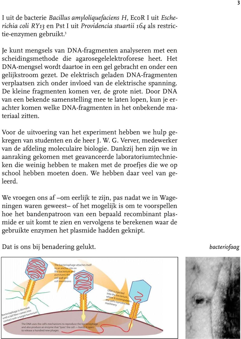 De elektrisch geladen DNA-fragmenten verplaatsen zich onder invloed van de elektrische spanning. De kleine fragmenten komen ver, de grote niet.