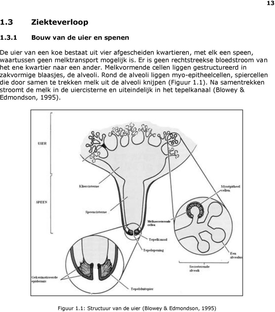 Rond de alveoli liggen myo-epitheelcellen, spiercellen die door samen te trekken melk uit de alveoli knijpen (Figuur 1.1).