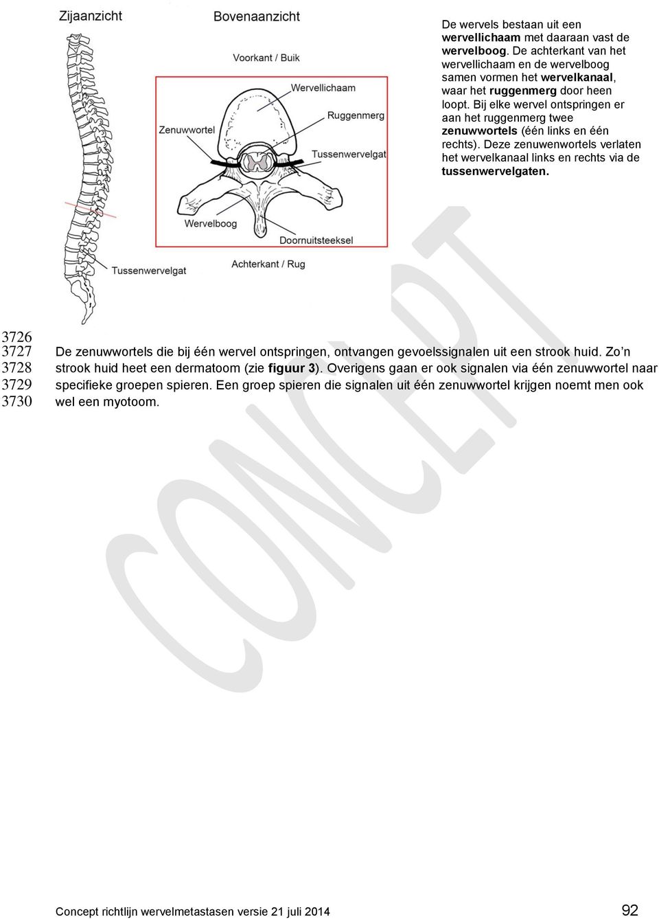 3726 3727 3728 3729 3730 De zenuwwortels die bij één wervel ontspringen, ontvangen gevoelssignalen uit een strook huid. Zo n strook huid heet een dermatoom (zie figuur 3).