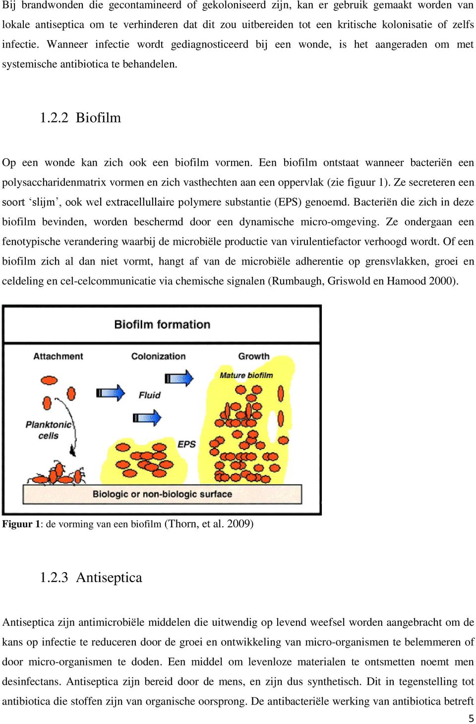 Een biofilm ontstaat wanneer bacteriën een polysaccharidenmatrix vormen en zich vasthechten aan een oppervlak (zie figuur 1).