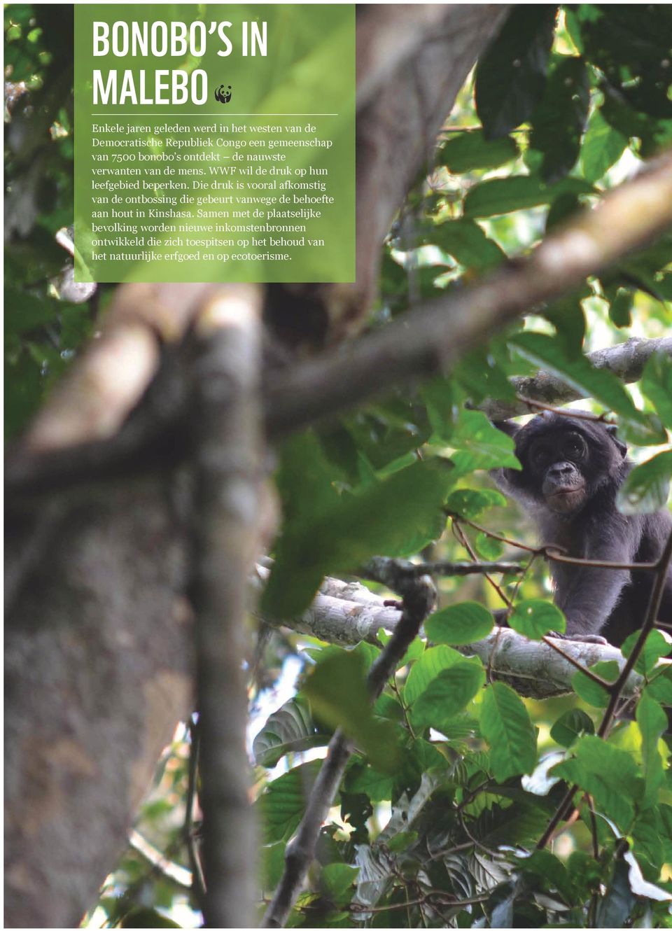 Die druk is vooral afkomstig van de ontbossing die gebeurt vanwege de behoefte aan hout in Kinshasa.