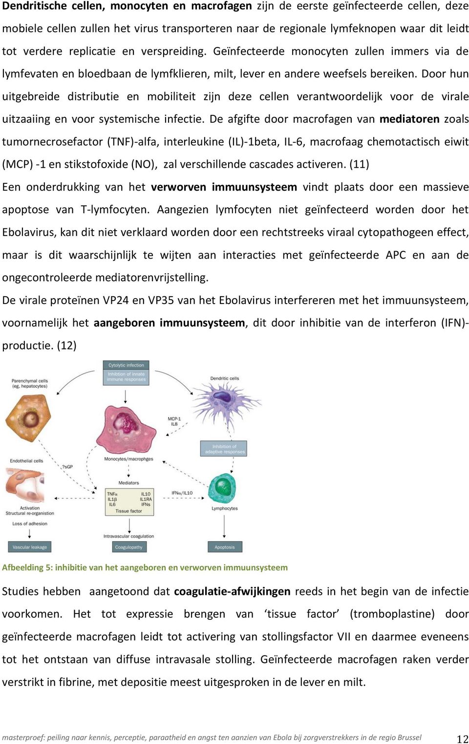 Door hun uitgebreide distributie en mobiliteit zijn deze cellen verantwoordelijk voor de virale uitzaaiing en voor systemische infectie.