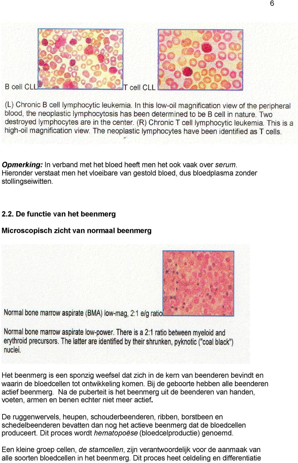 Bij de geboorte hebben alle beenderen actief beenmerg. Na de puberteit is het beenmerg uit de beenderen van handen, voeten, armen en benen echter niet meer actief.