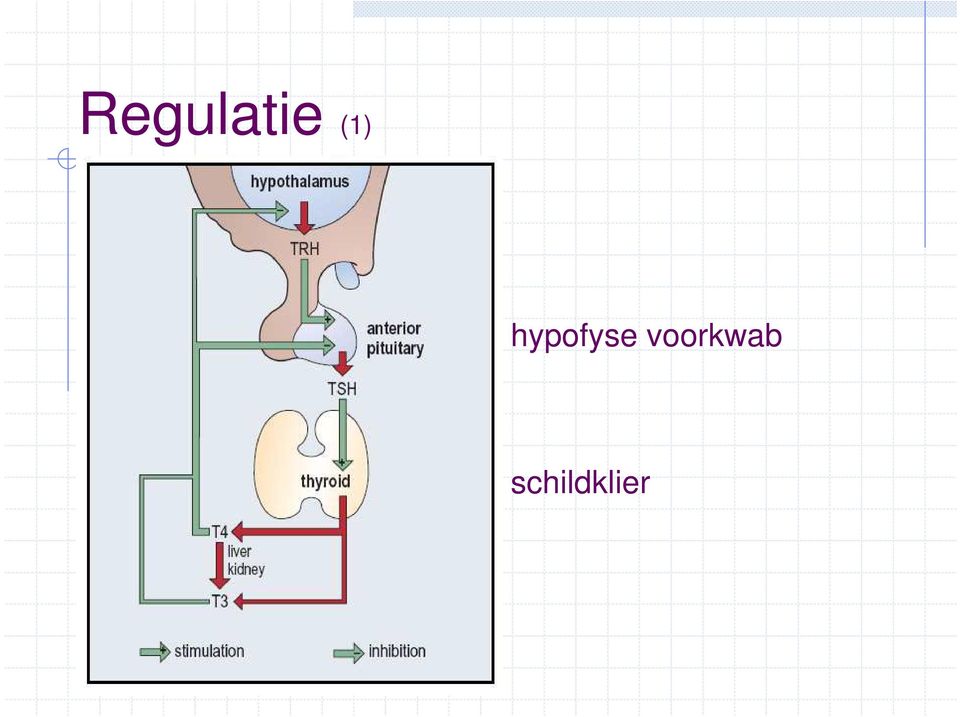 hypofyse