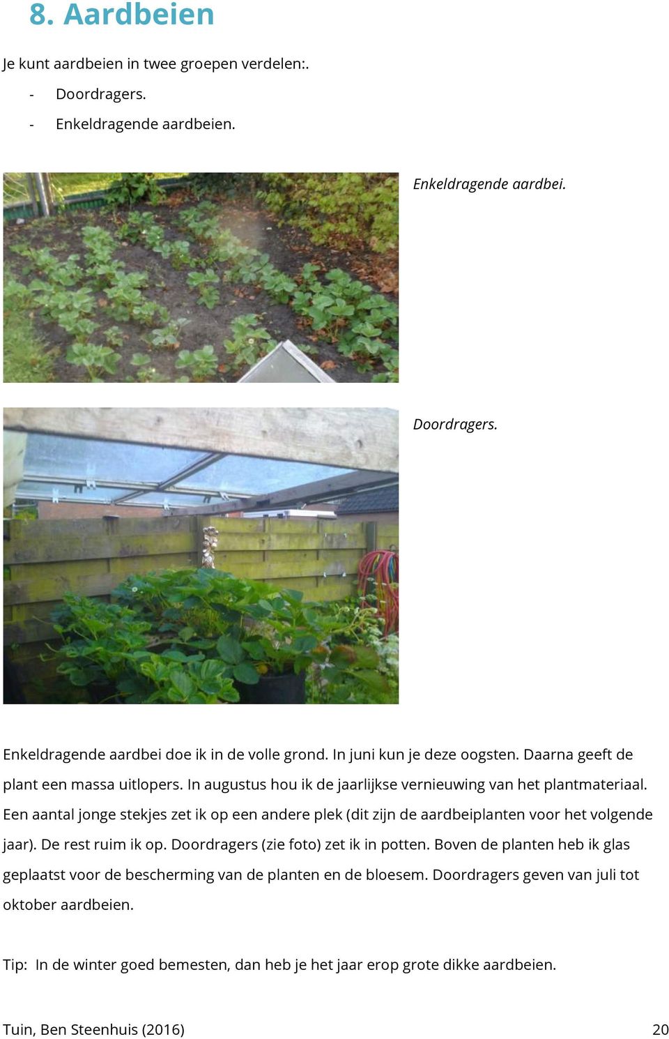 Een aantal jonge stekjes zet ik op een andere plek (dit zijn de aardbeiplanten voor het volgende jaar). De rest ruim ik op. Doordragers (zie foto) zet ik in potten.