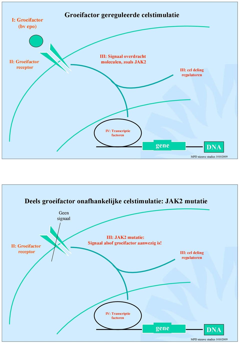 groeifactor onafhankelijke celstimulatie: JAK2 mutatie Geen signaal II: Groeifactor receptor III: JAK2