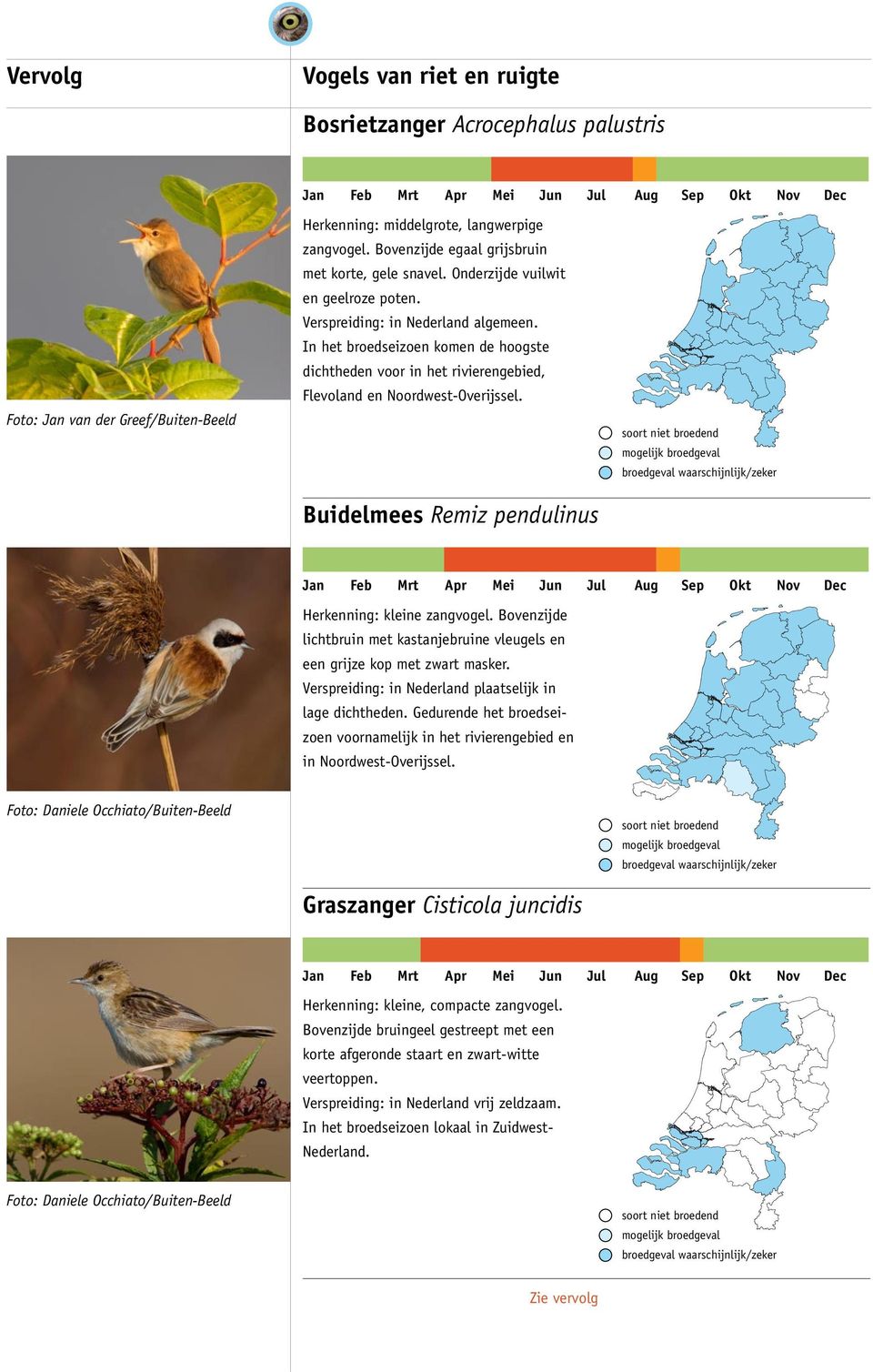 Buidelmees Remiz pendulinus Herkenning: kleine zangvogel. Bovenzijde lichtbruin met kastanjebruine vleugels en een grijze kop met zwart masker.