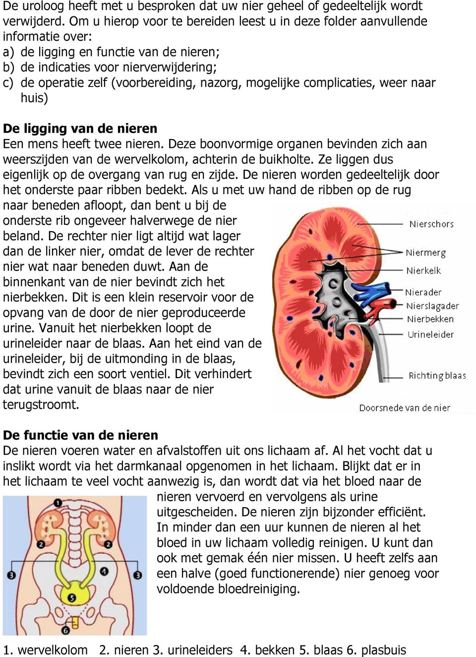 nazorg, mogelijke complicaties, weer naar huis) De ligging van de nieren Een mens heeft twee nieren. Deze boonvormige organen bevinden zich aan weerszijden van de wervelkolom, achterin de buikholte.