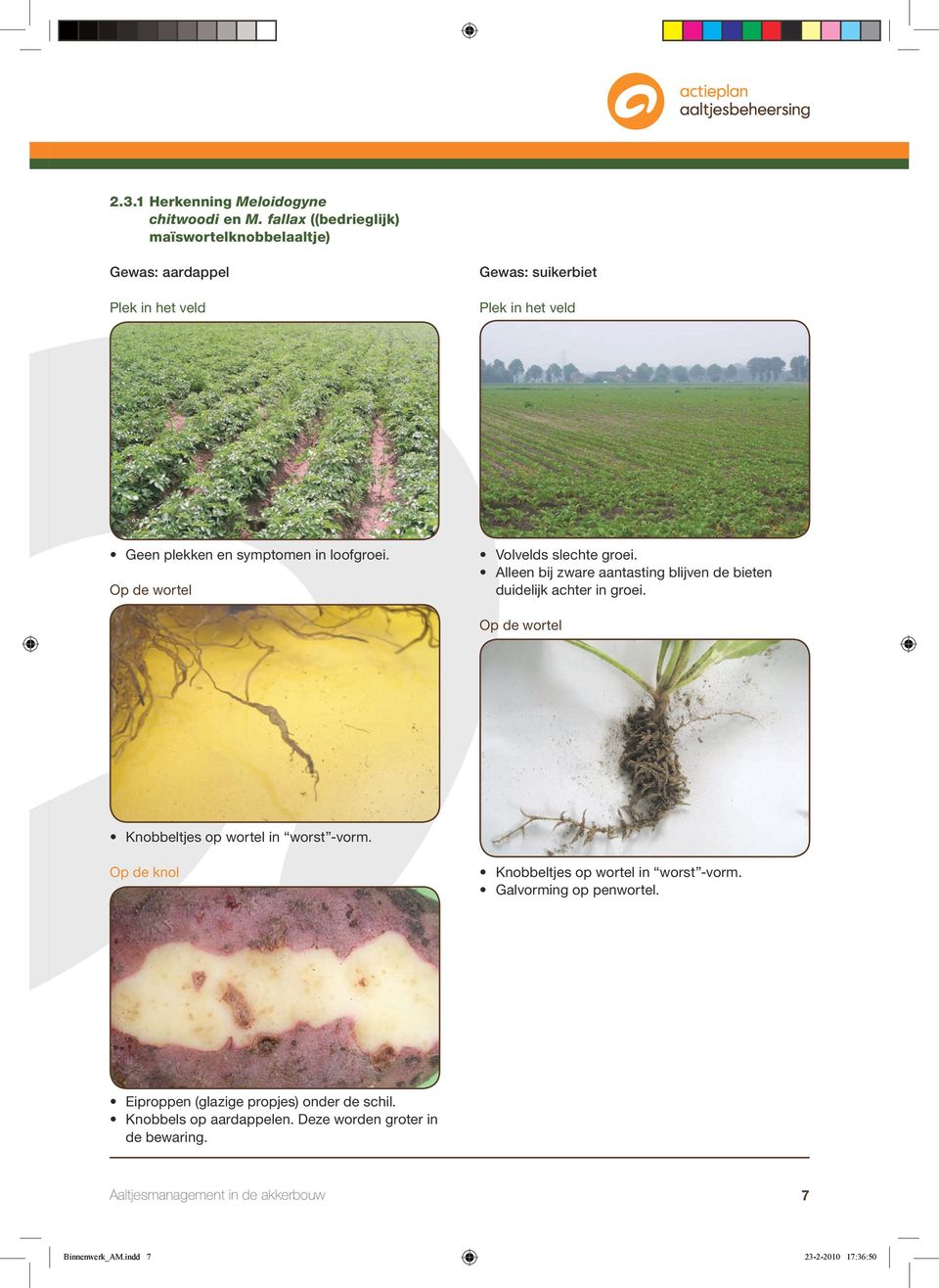 loofgroei. Op de wortel Volvelds slechte groei. Alleen bij zware aantasting blijven de bieten duidelijk achter in groei.