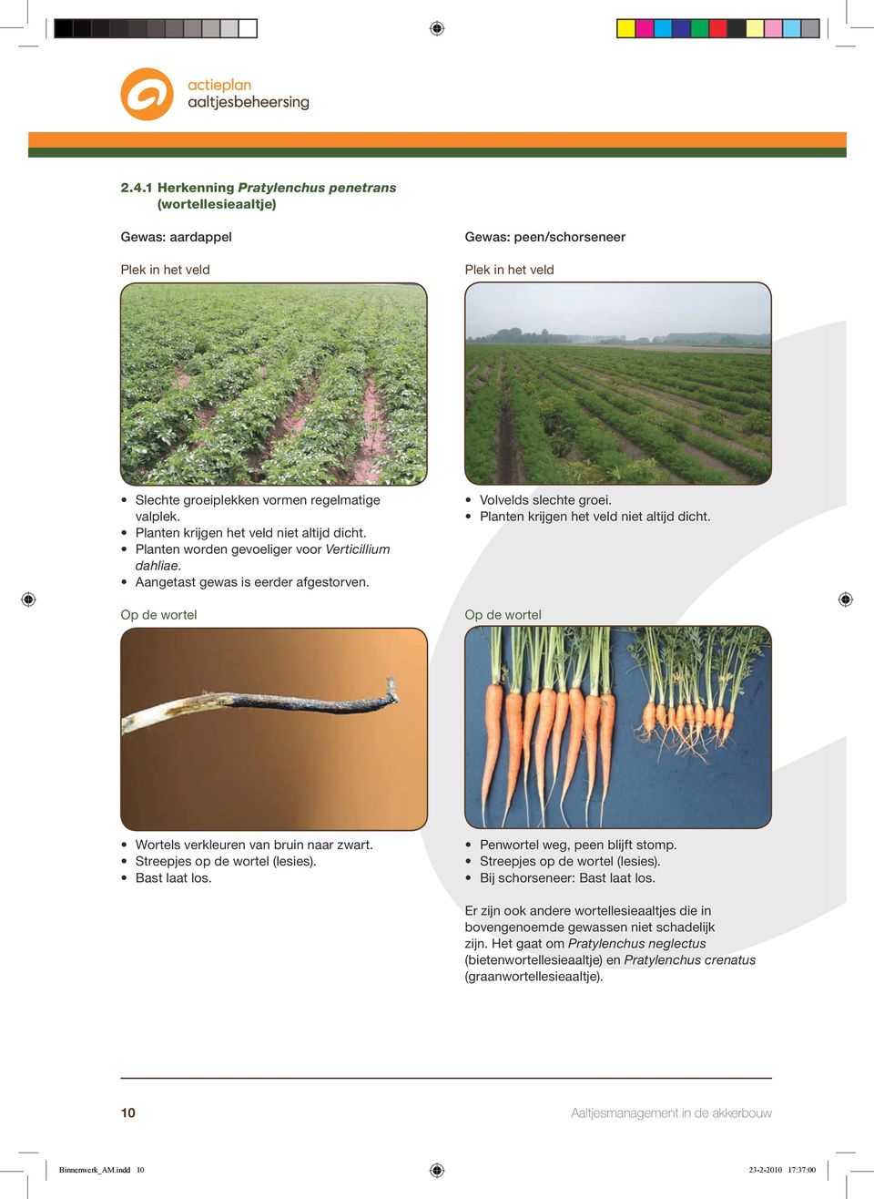 Planten krijgen het veld niet altijd dicht. Op de wortel Wortels verkleuren van bruin naar zwart. Streepjes op de wortel (lesies). Bast laat los. Penwortel weg, peen blijft stomp.