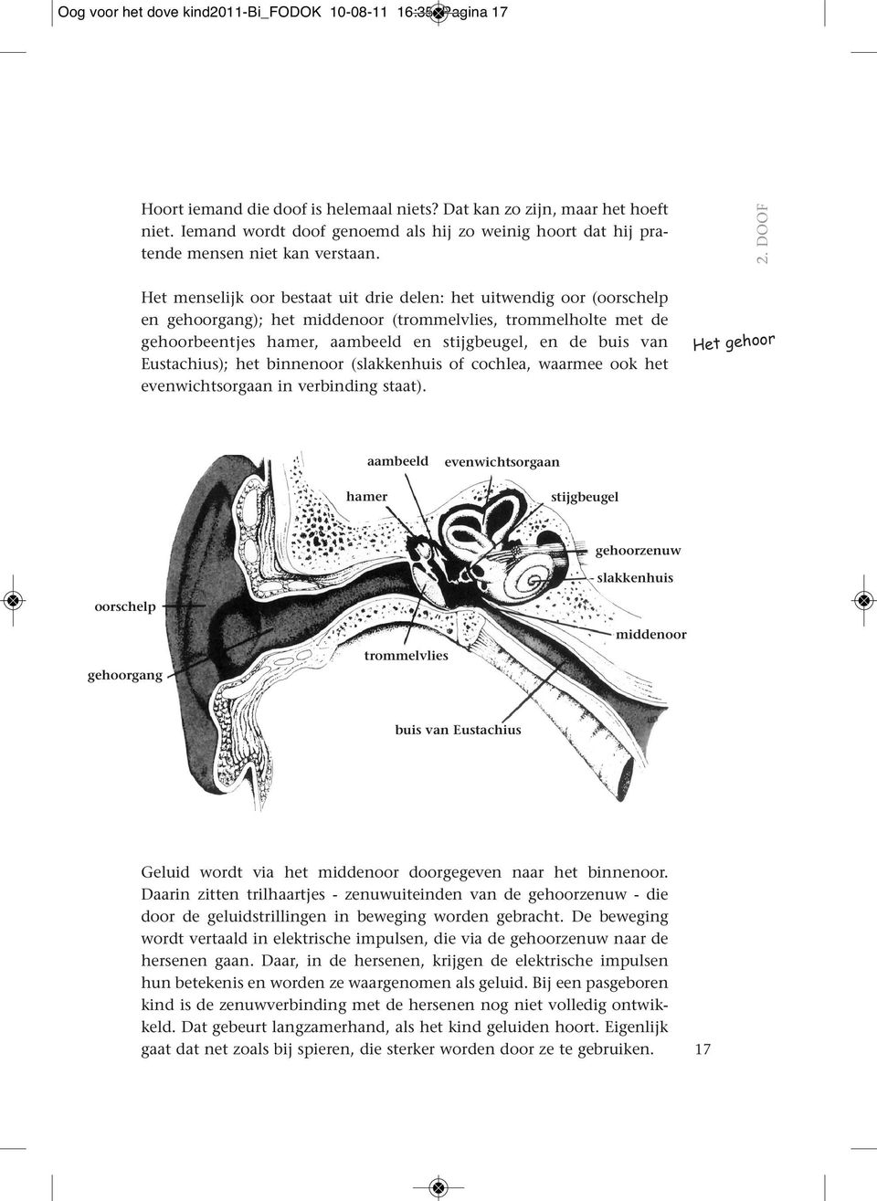 DOOF Het menselijk oor bestaat uit drie delen: het uitwendig oor (oorschelp en gehoorgang); het middenoor (trommelvlies, trommelholte met de gehoorbeentjes hamer, aambeeld en stijgbeugel, en de buis