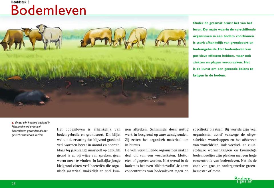 G Onder één hectare weiland in Friesland werd evenveel bodemleven gevonden als het gewicht van zeven koeien. Het bodemleven is afhankelijk van bodemgebruik en grondsoort.