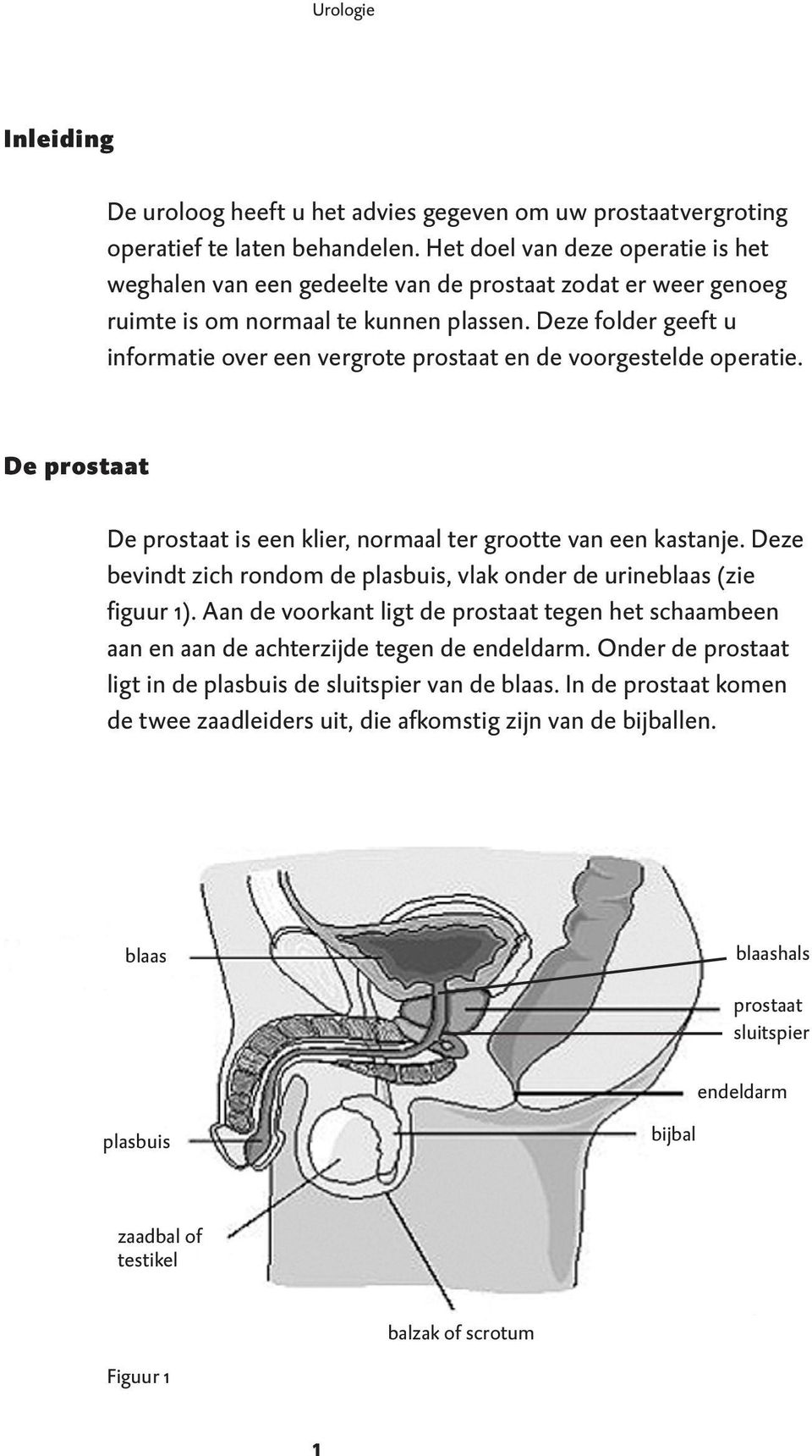 Deze folder geeft u informatie over een vergrote prostaat en de voorgestelde operatie. De prostaat De prostaat is een klier, normaal ter grootte van een kastanje.