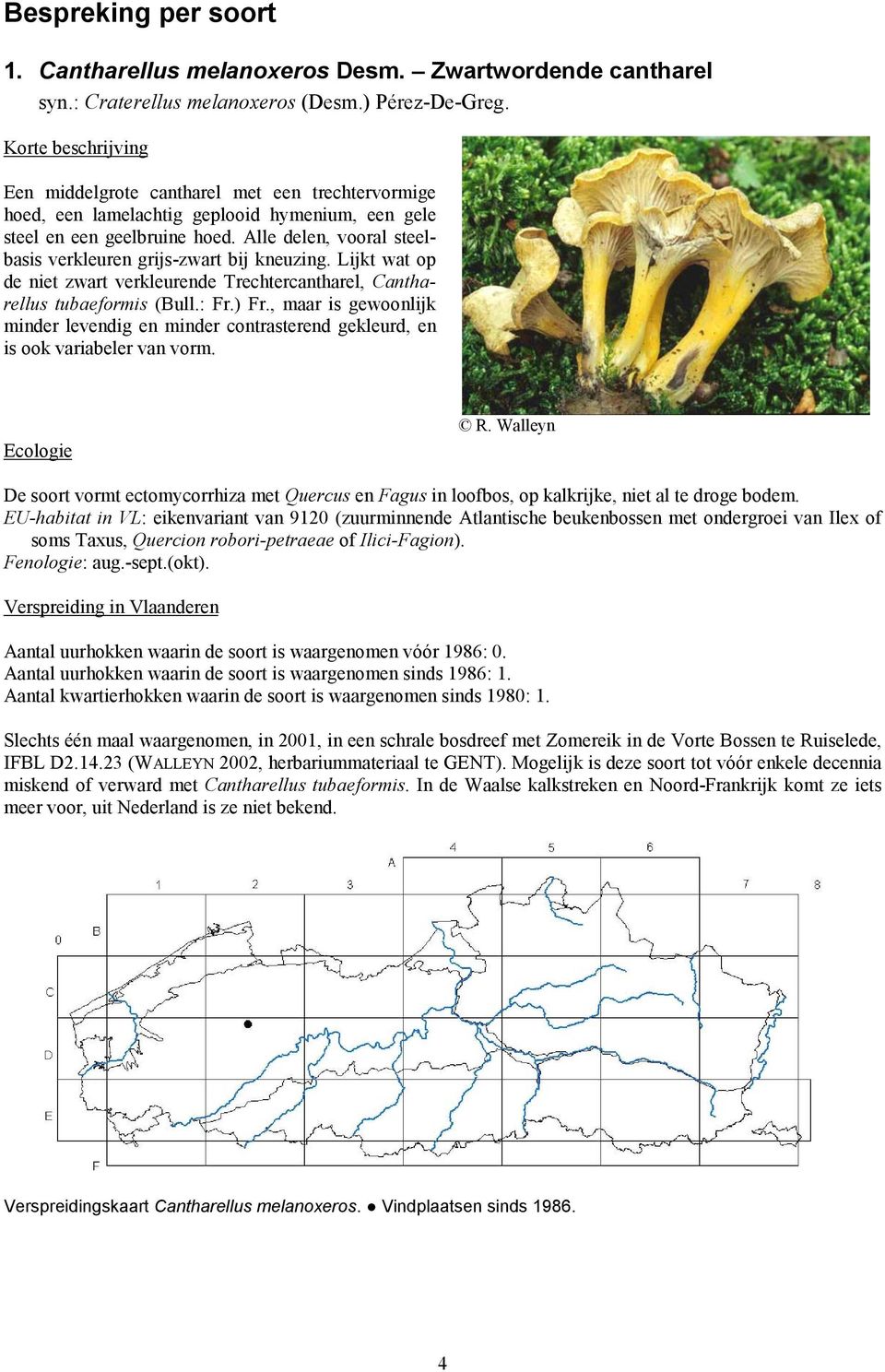 Alle delen, vooral steelbasis verkleuren grijs-zwart bij kneuzing. Lijkt wat op de niet zwart verkleurende Trechtercantharel, Cantharellus tubaeformis (Bull.: Fr.) Fr.