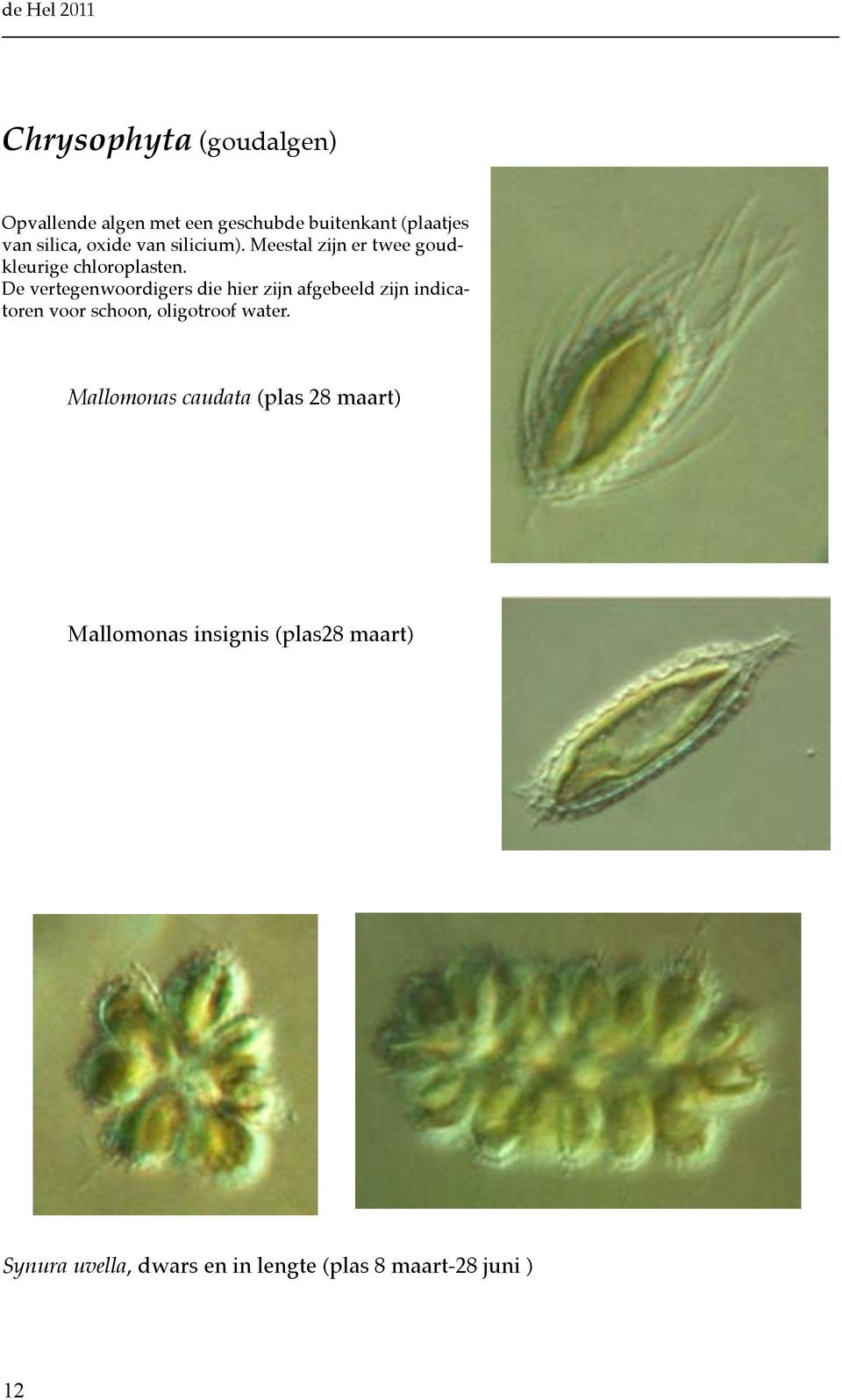 De vertegenwoordigers die hier zijn afgebeeld zijn indicatoren voor schoon, oligotroof water.