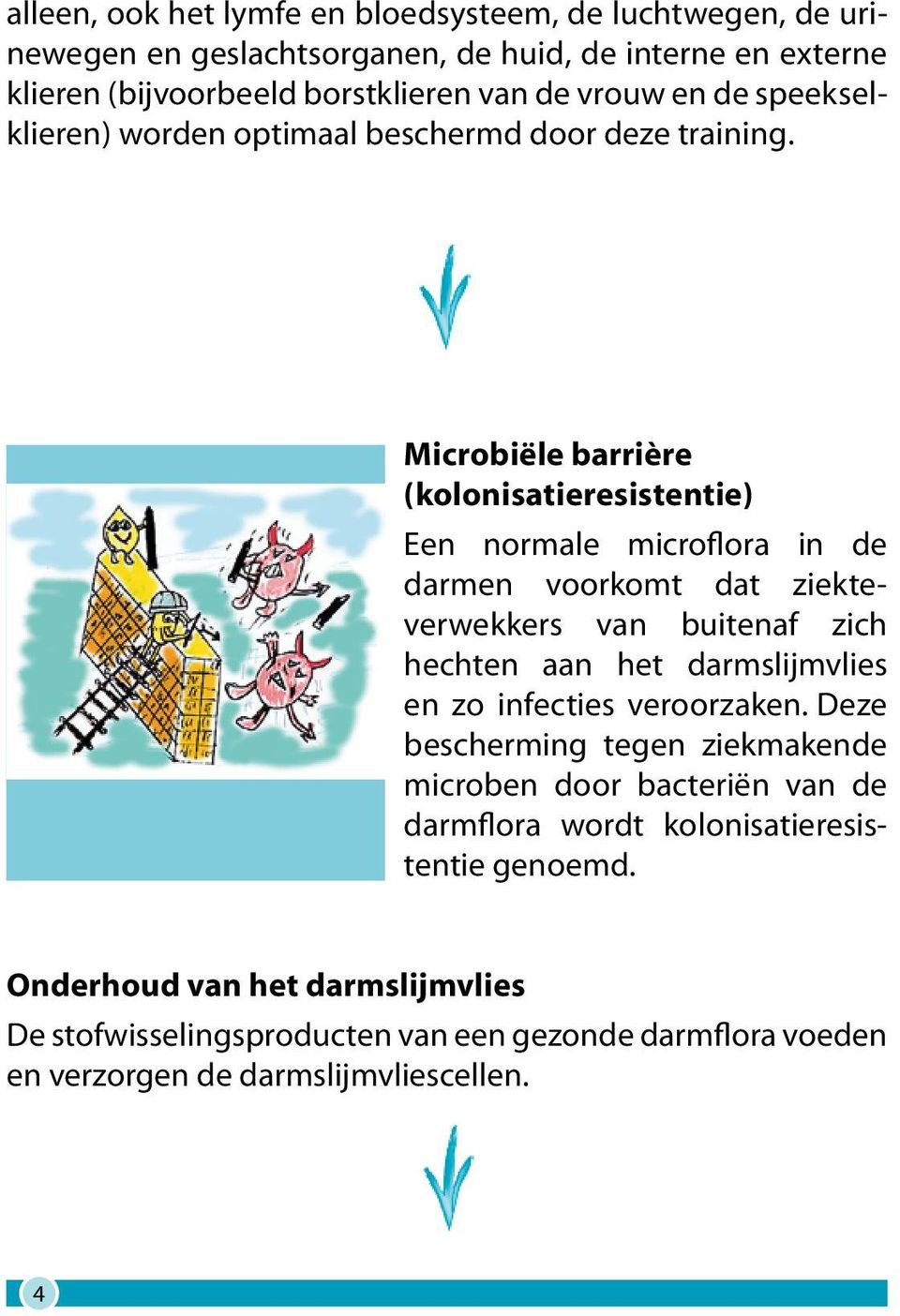 Microbiële barrière (kolonisatieresistentie) Een normale microflora in de darmen voorkomt dat ziekteverwekkers van buitenaf zich hechten aan het darmslijmvlies en zo