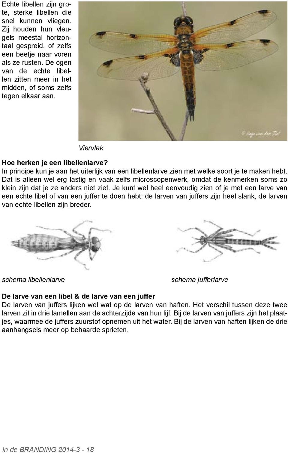 In principe kun je aan het uiterlijk van een libellenlarve zien met welke soort je te maken hebt.