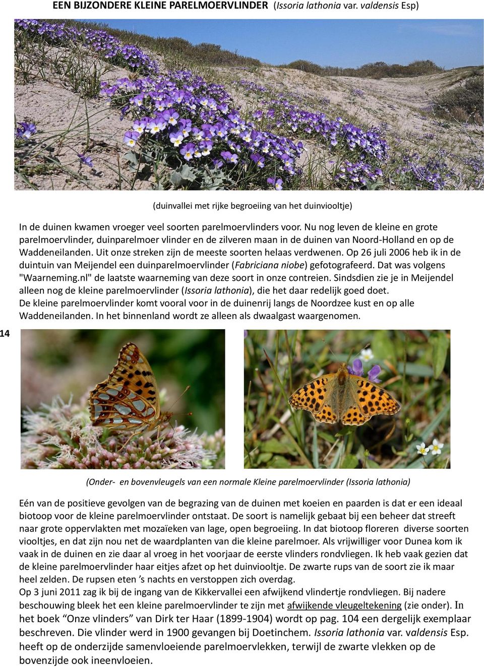 Nu nog leven de kleine en grote parelmoervlinder, duinparelmoer vlinder en de zilveren maan in de duinen van Noord-Holland en op de Waddeneilanden.