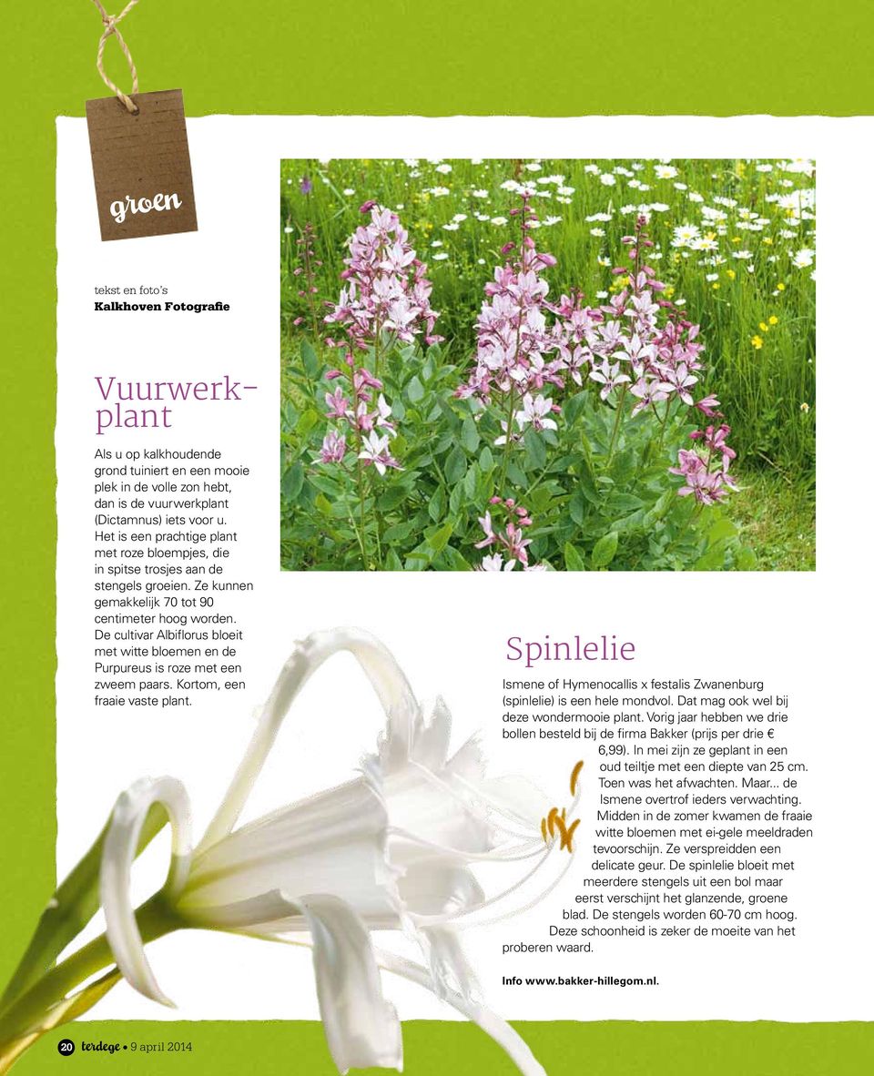 De cultivar Albiflorus bloeit met witte bloemen en de Purpureus is roze met een zweem paars. Kortom, een fraaie vaste plant.