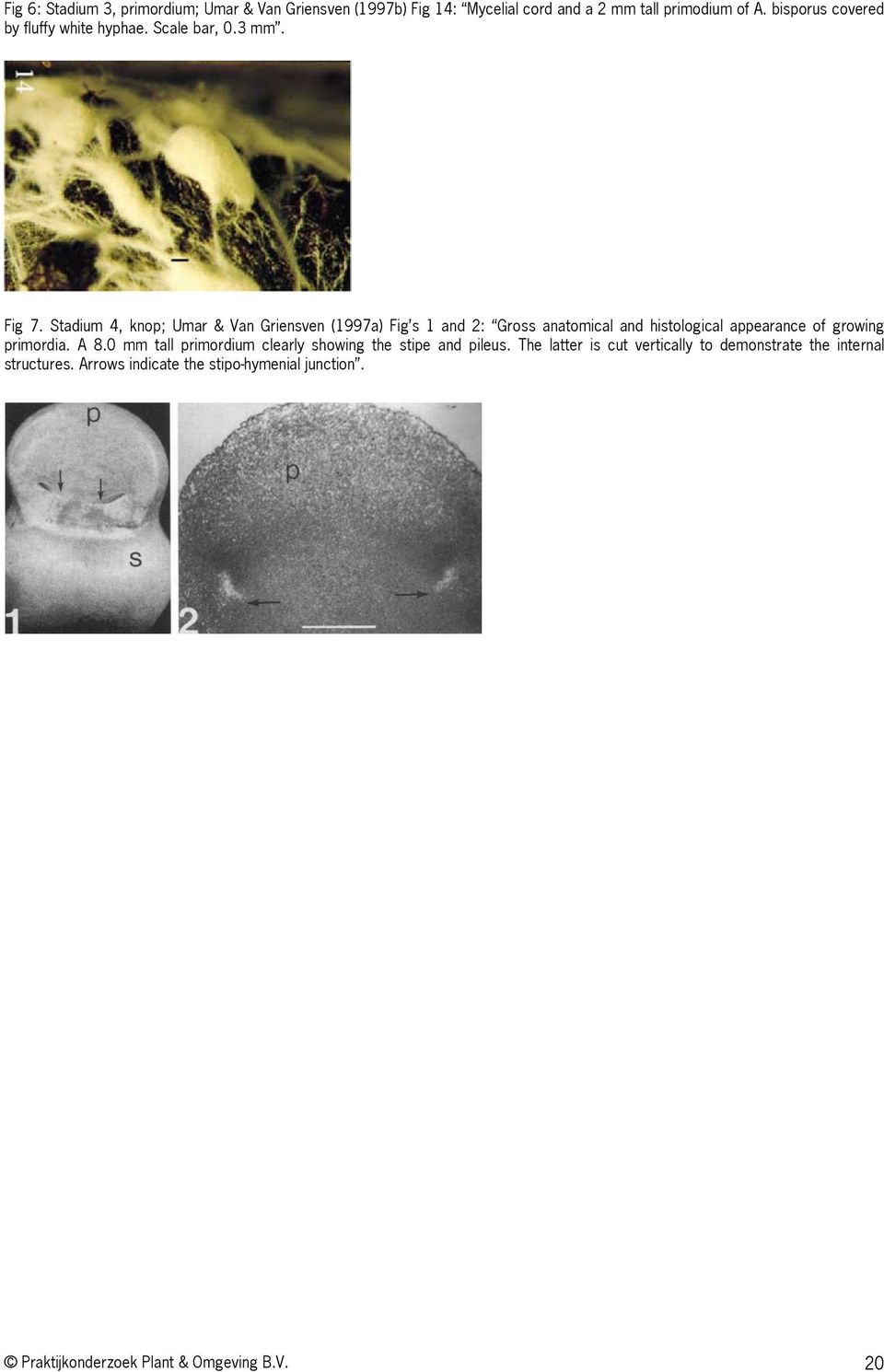 Stadium 4, knop; Umar & Van Griensven (1997a) Fig s 1 and 2: Gross anatomical and histological appearance of growing primordia. A 8.