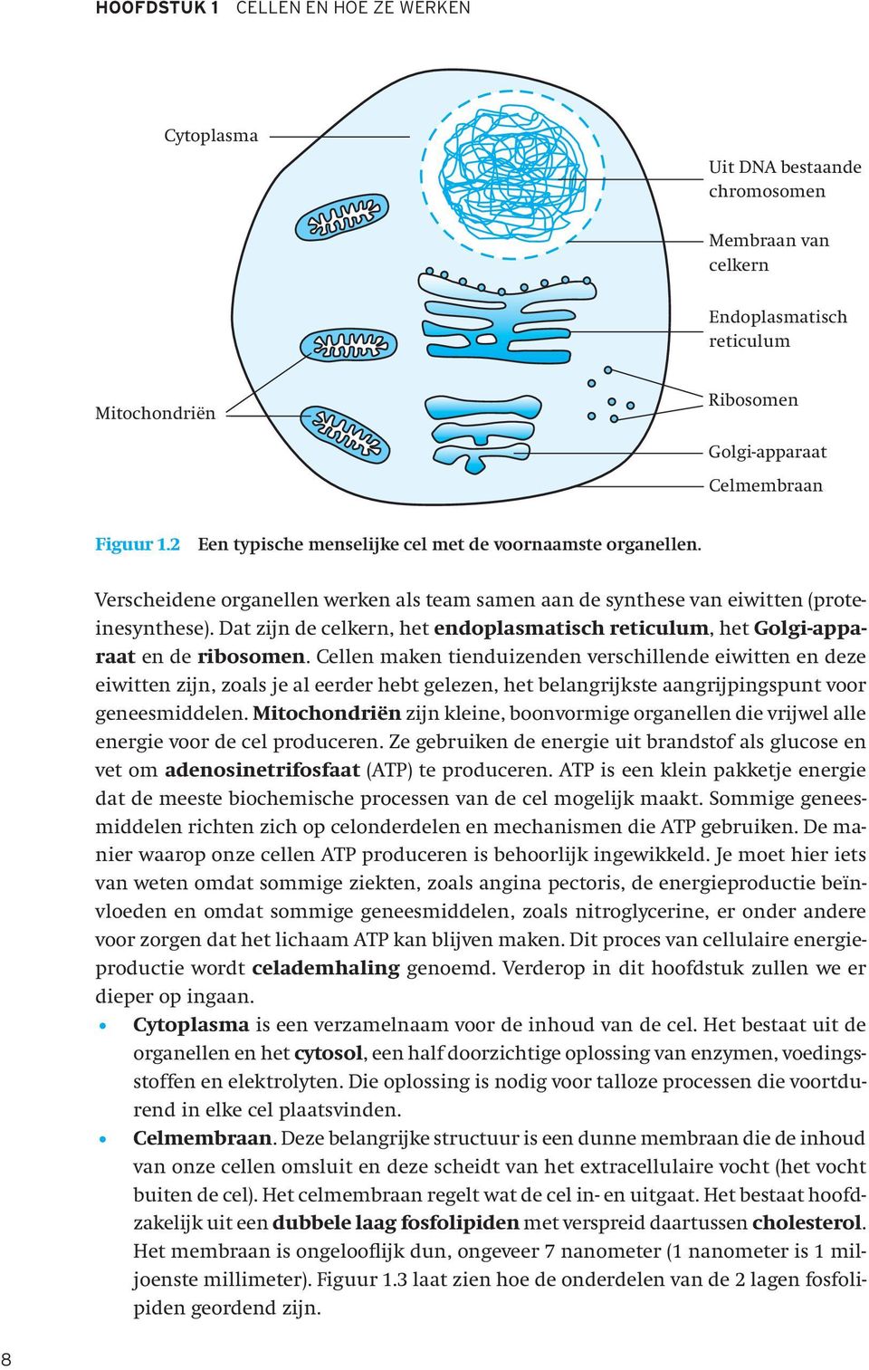 Dat zijn de celkern, het endoplasmatisch reticulum, het Golgi-apparaat en de ribosomen.