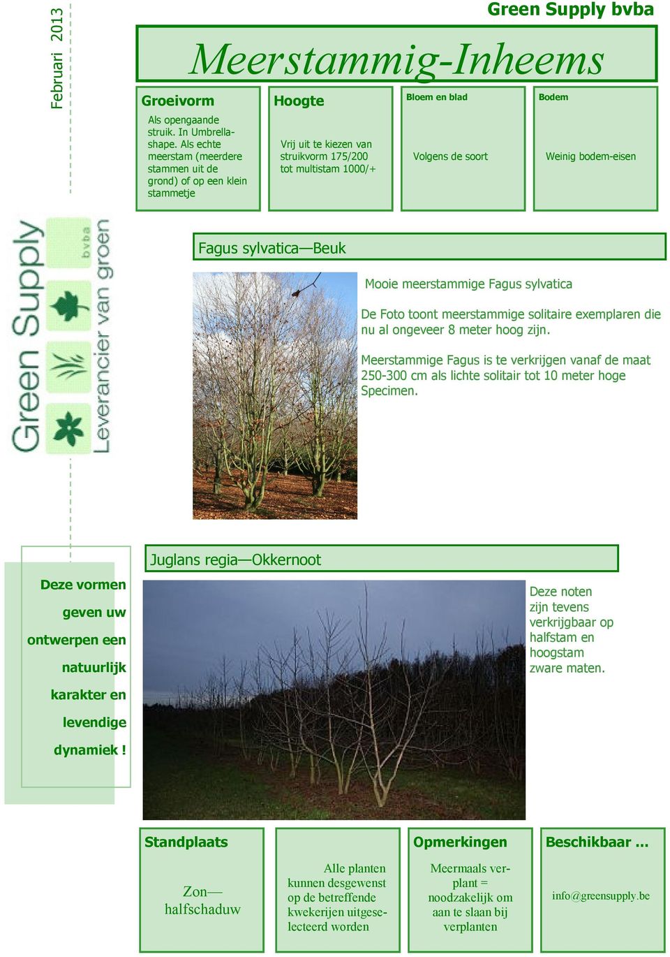 Meerstammige Fagus is te verkrijgen vanaf de maat 250-300 cm als lichte solitair tot 10 meter