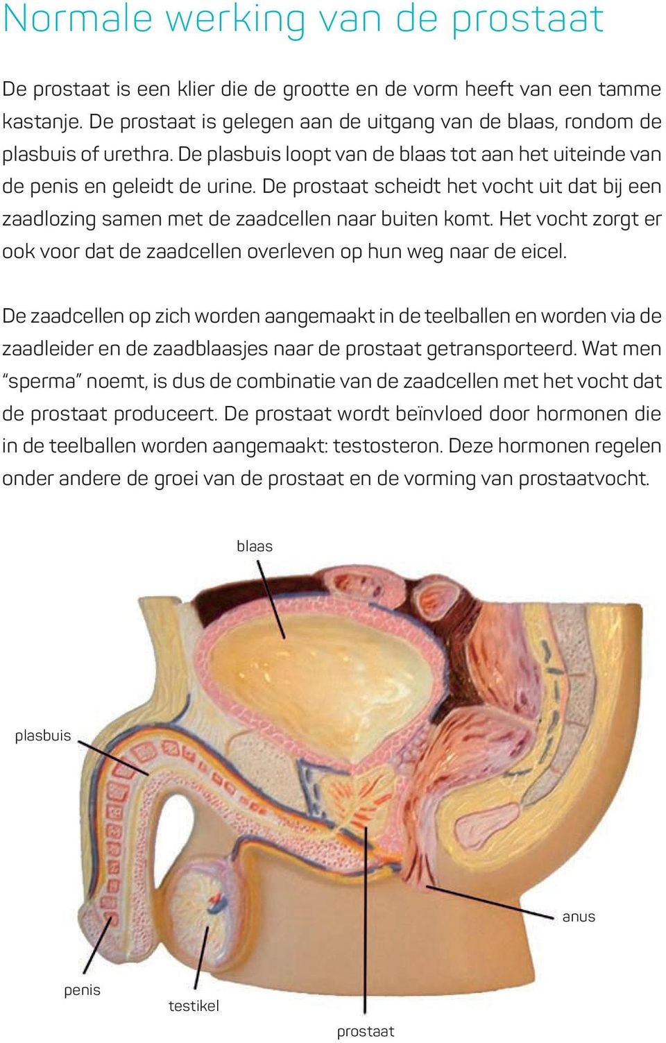 Het vocht zorgt er ook voor dat de zaadcellen overleven op hun weg naar de eicel.