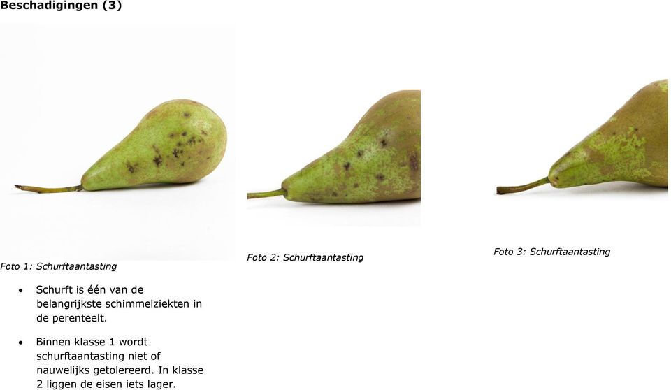 belangrijkste schimmelziekten in de perenteelt.