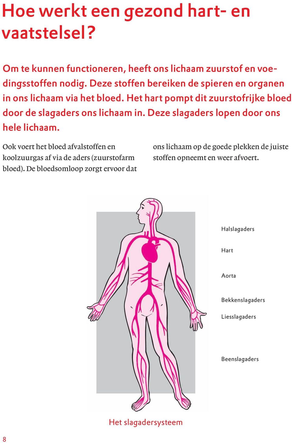 Deze slagaders lopen door ons hele lichaam. Ook voert het bloed afvalstoffen en koolzuurgas af via de aders (zuurstofarm bloed).