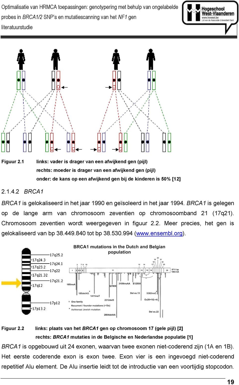 Chromosoom zeventien wordt weergegeven in figuur 2.2. Meer precies, het gen is gelokaliseerd van bp 38.449.840 tot bp 38.530.994 (www.ensembl.org). Figuur 2.