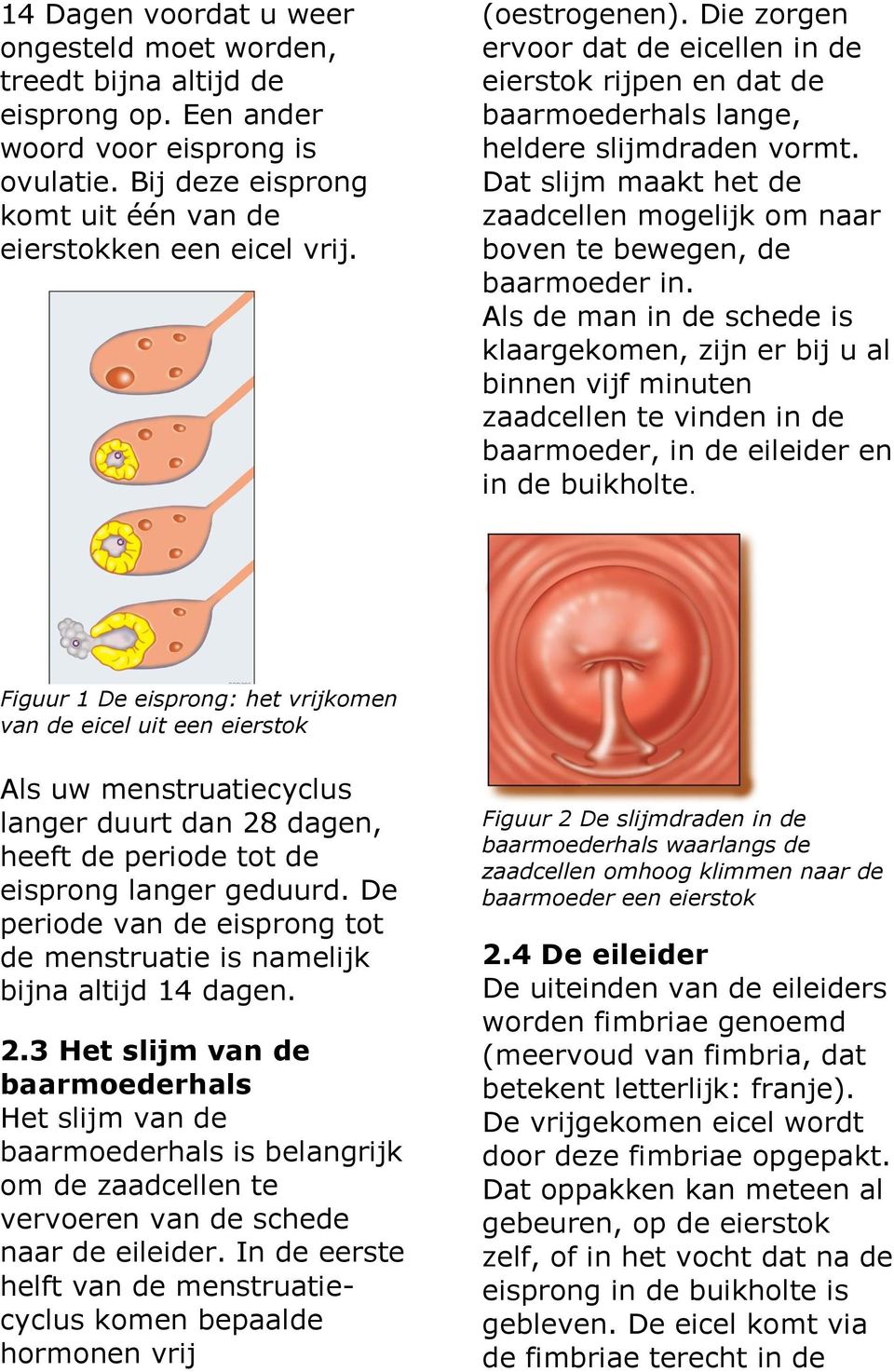 Dat slijm maakt het de zaadcellen mogelijk om naar boven te bewegen, de baarmoeder in.